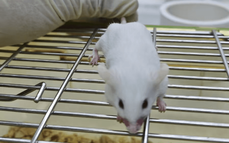 MRL-Lpr （紅斑狼瘡小鼠）