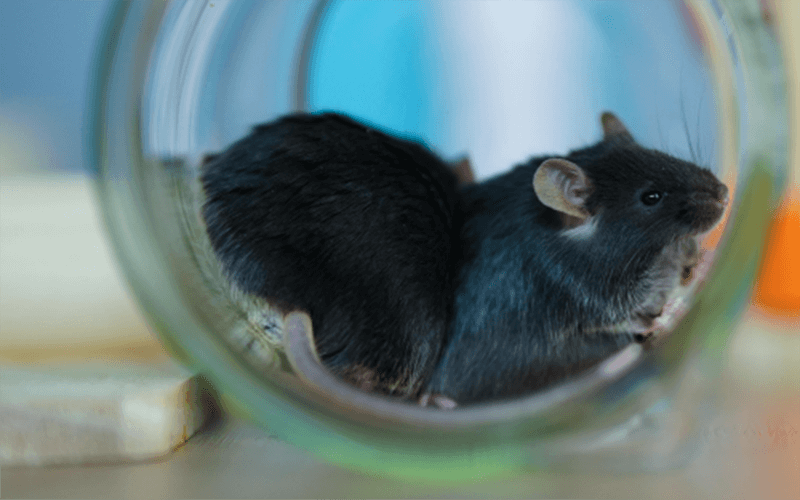 代謝類(lèi)模型