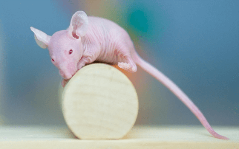 腫瘤免疫類(lèi)模型