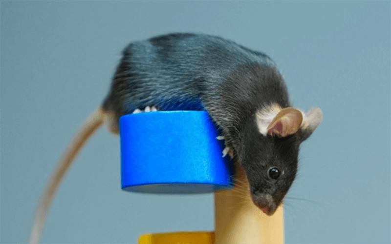 神經(jīng)類(lèi)疾病模型